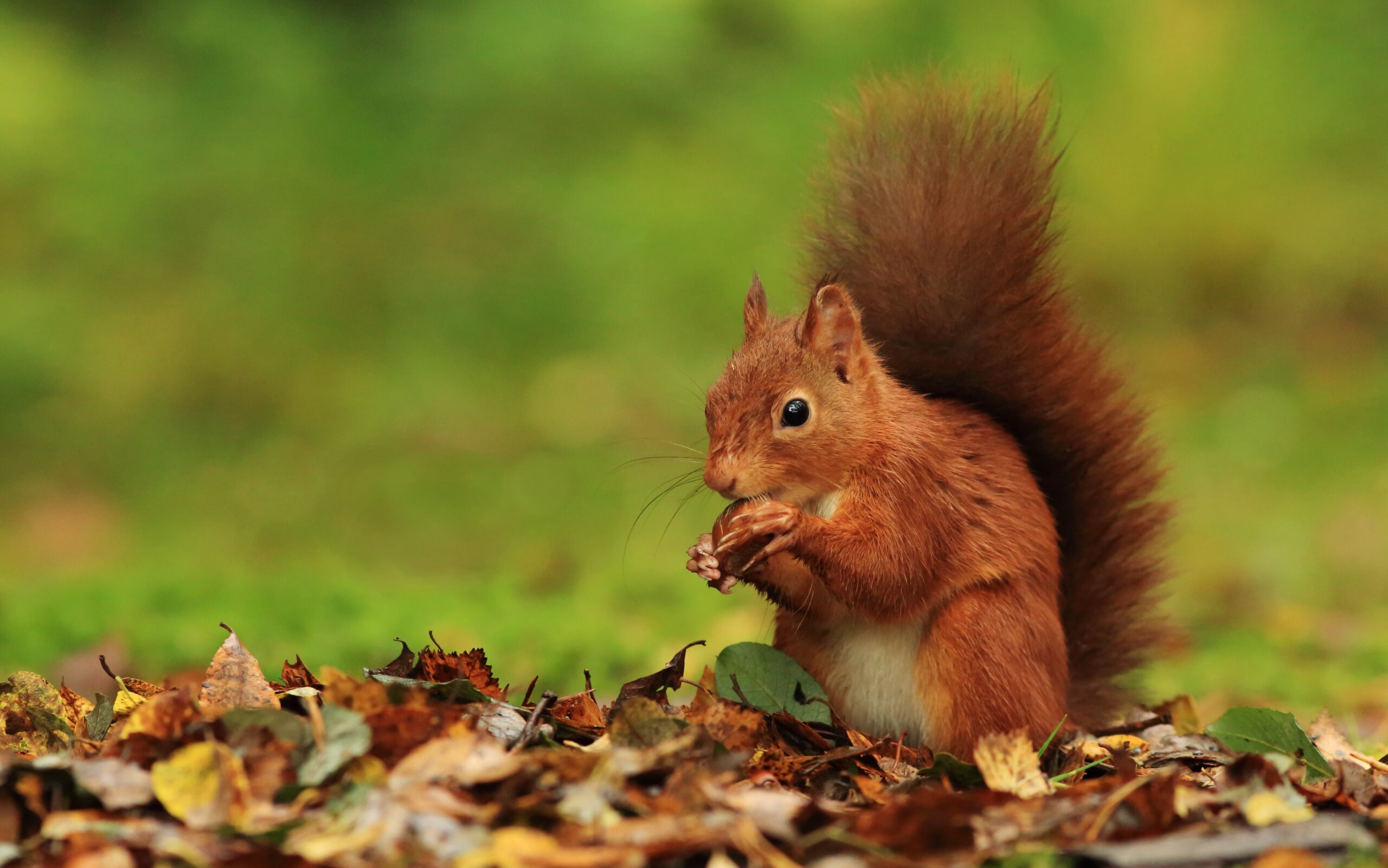 rotes Eichhörnchen