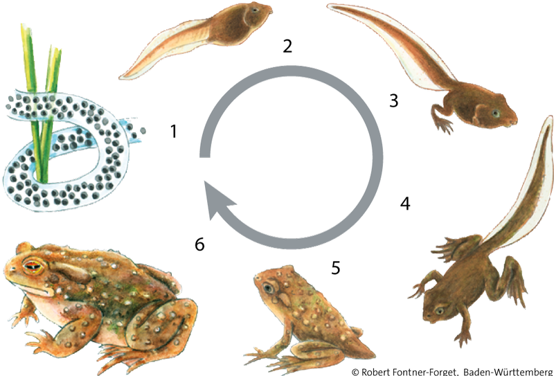 Entwicklung der Kröte