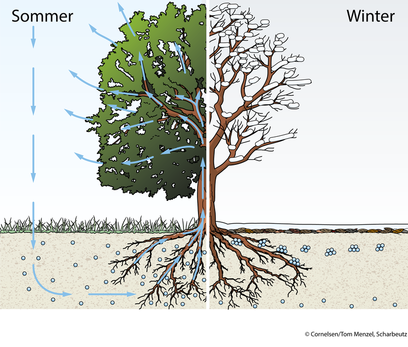 Wassertransport eines Laubbaums im Sommer und Winter