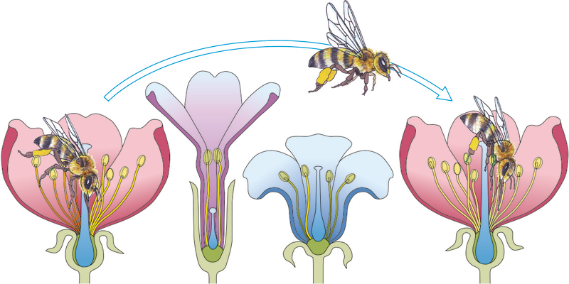 Eine Biene fliegt von Blüte zu Blüte