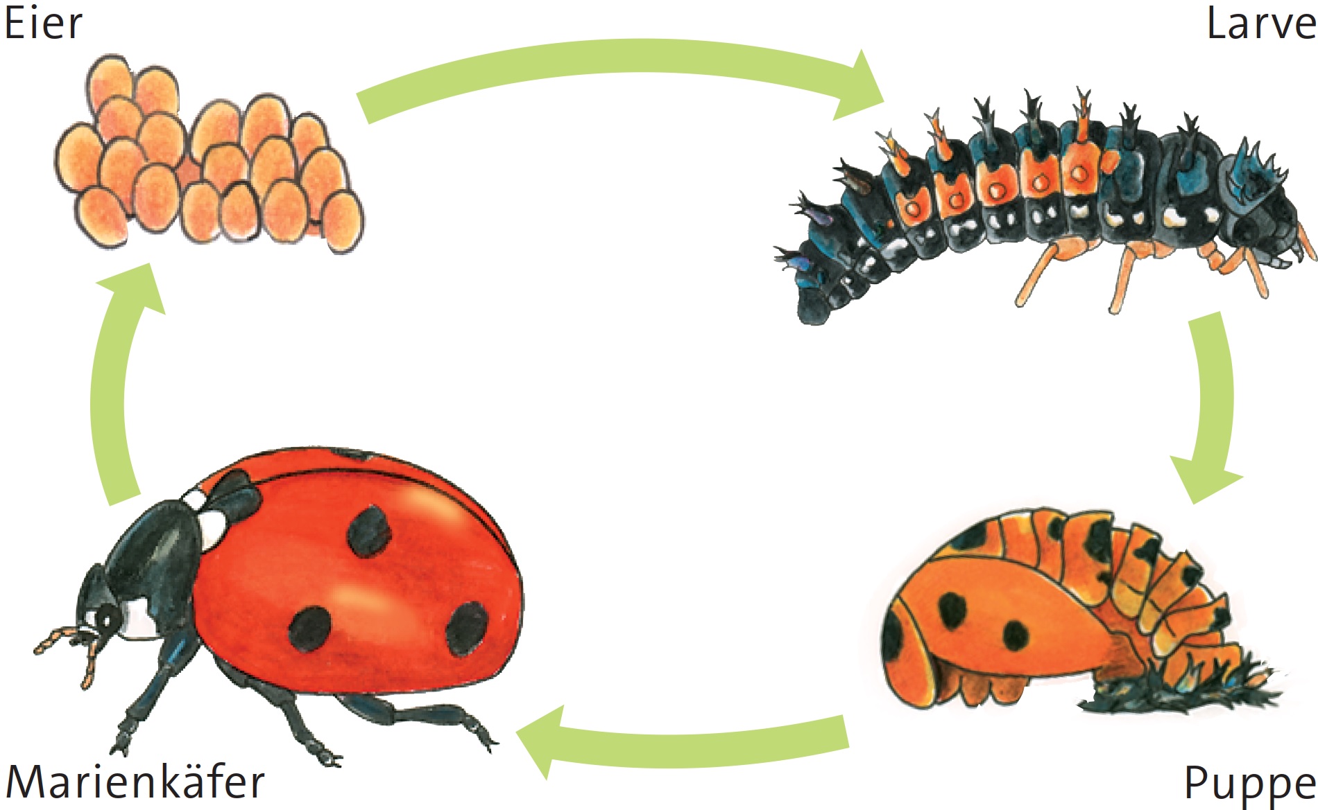 Die Entwicklung de Marienkäfers
