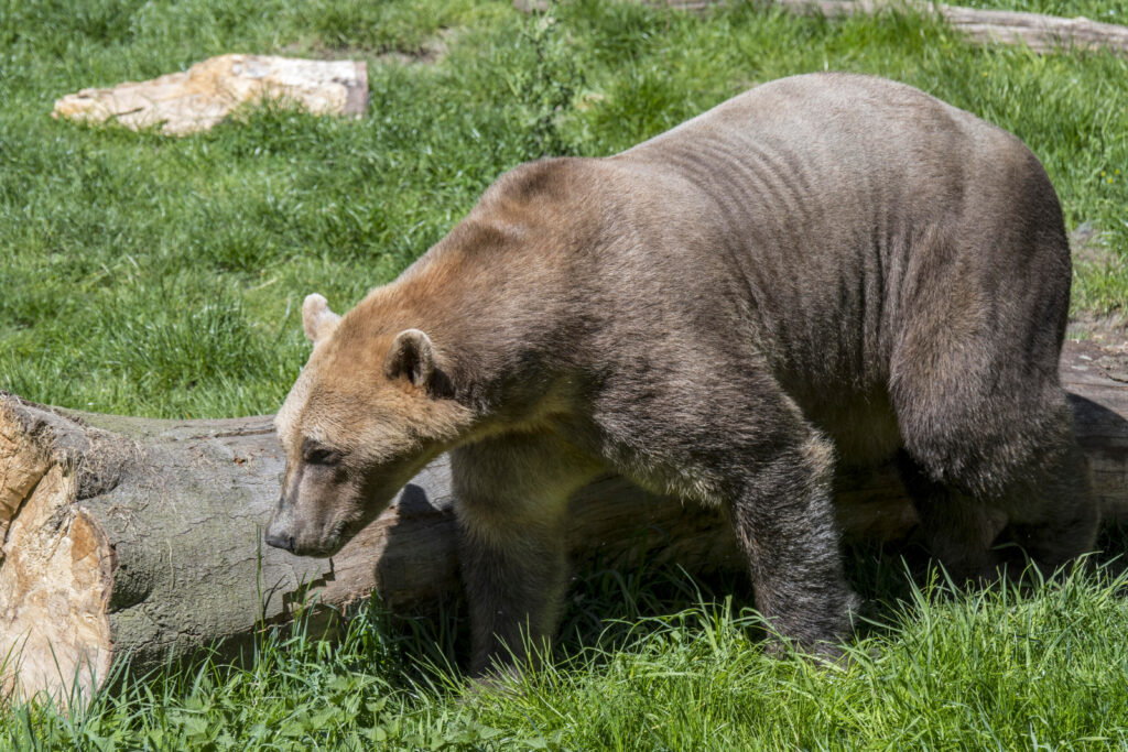 Eisbär-Grizzly-Hybrid, auch Grolar-Bär, Pizzly-Bär, Nanulak, seltener Ursid-Hybrid genannt