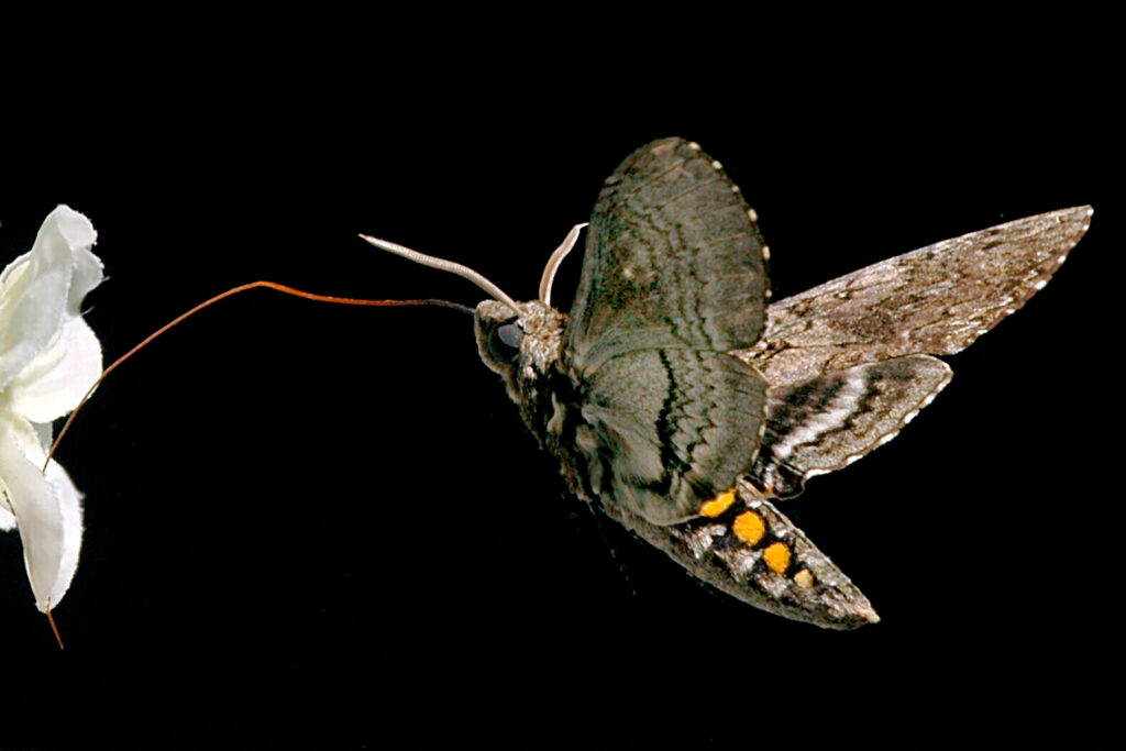 Ein vierflügeliger Tabakschwärmer (Manduca sexta) taucht seine Zunge in eine Blüte; die Halteren - zwei pendelförmige Stummel hinter den Flügeln - sorgen für Stabilität beim Flug (undatiertes Handout). Motten halten sich mit Hilfe ihrer feinen Antennen am Kopf gerade in der Luft, wenn sie im Dunkel der Nacht Nektar suchen.